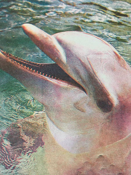 delfin
