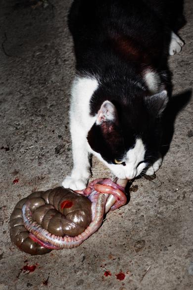 Main image of the artwork Sin título. Serie Nemini Parco