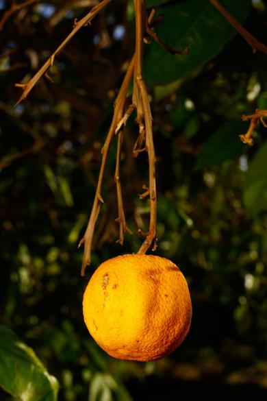 Main image of the artwork Estudio elemental del Levante 42