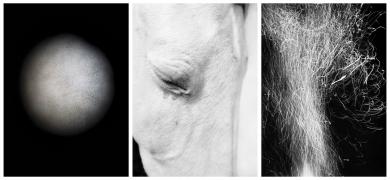 Main image of the artwork Aura, tríptico pelo, caballo, fuego