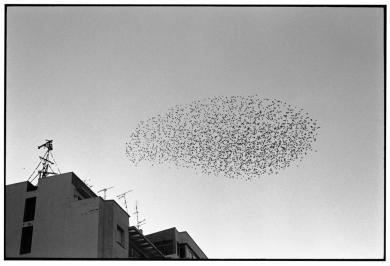 Main image of the artwork Tánger