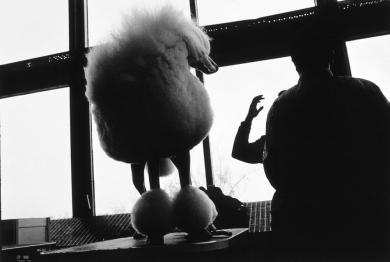 Main image of the artwork Sin título