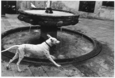 Main image of the artwork Sin título (Perro)