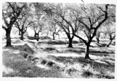 Main image of the artwork Olivar en Yátor, Granada