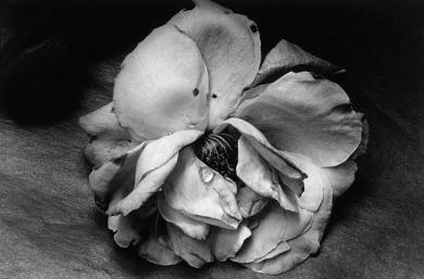 Main image of the artwork Rosa