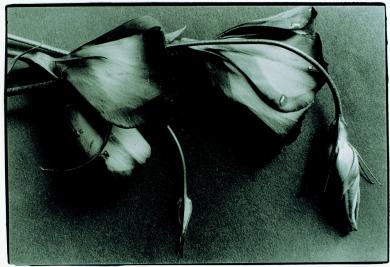 Main image of the artwork Lisianthus