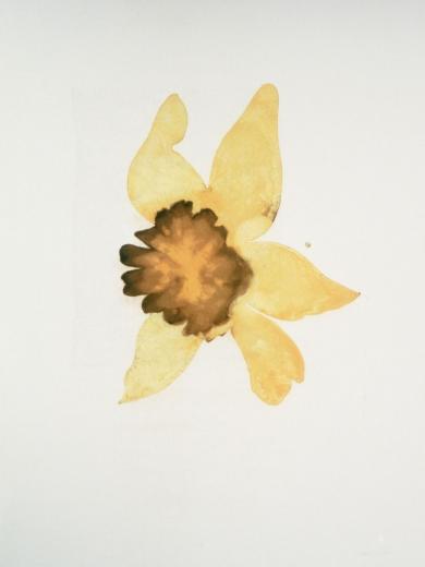 Main image of the artwork Narcisse Incomparable