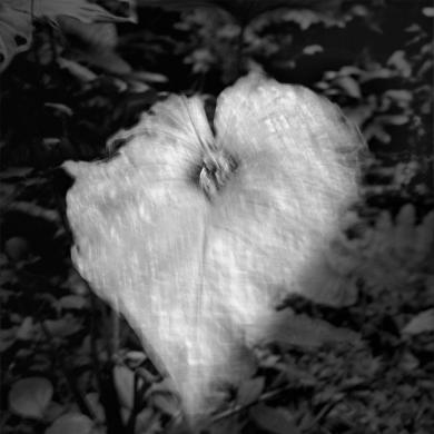 Main image of the artwork Ahuayasiyacu