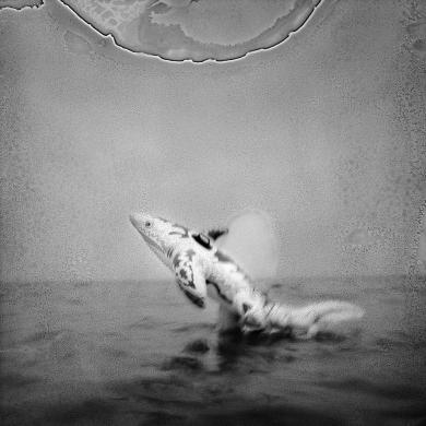 Main image of the artwork El Alquián