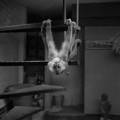 Main image of the artwork Tumbes