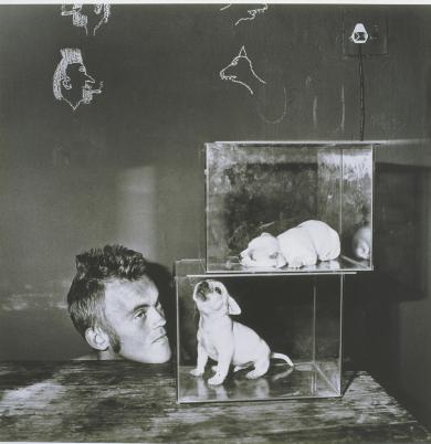 Main image of the artwork Puppies in fishtanks