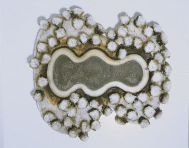 Main image of the artwork Shahrazad