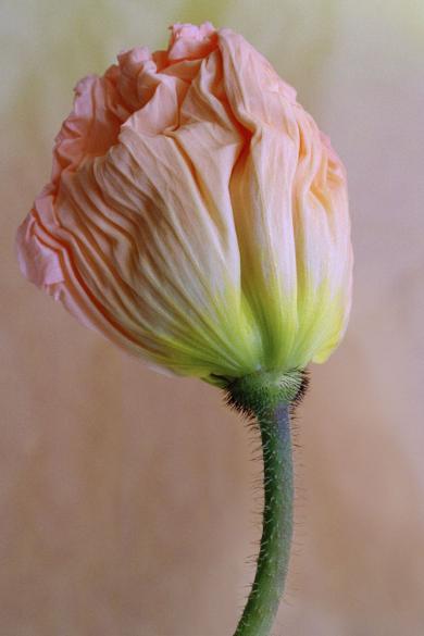 Main image of the artwork Amapola 8