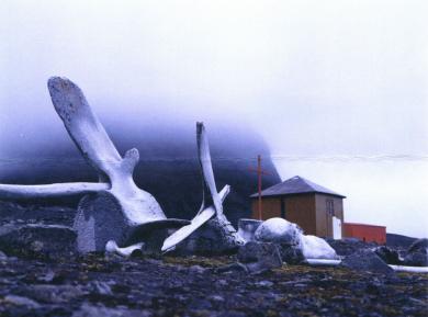 Main image of the artwork Huesos de ballena