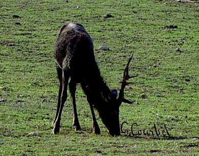 Main image of the artwork Gustave Courbet