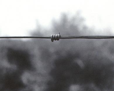 Main image of the artwork Espiral. Serie Terrario