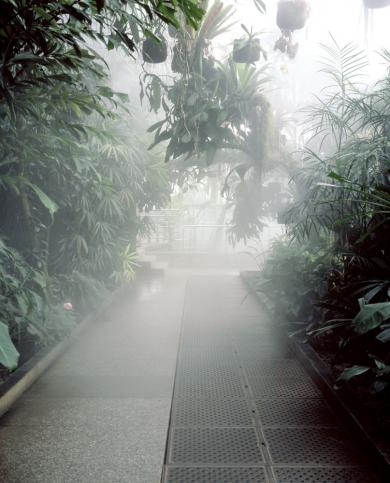 Main image of the artwork Serenoa