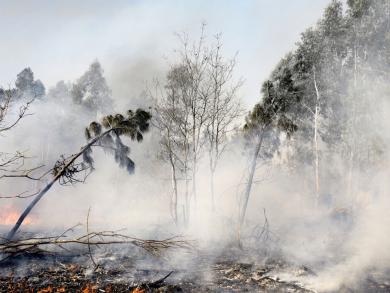 Main image of the artwork Incendio III