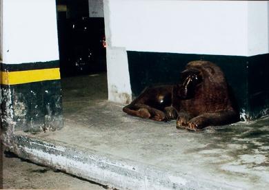 Main image of the artwork Zoo (Grupo F)