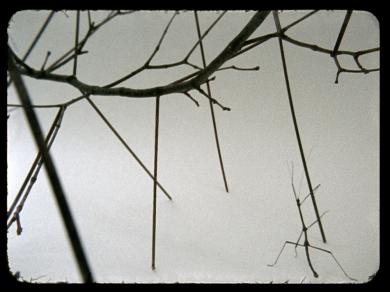 Main image of the artwork Phasmides (Black to White)