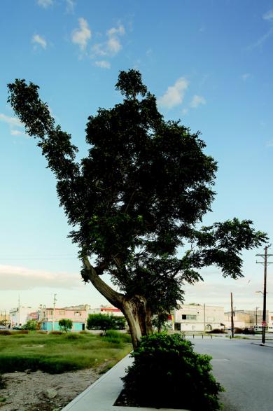 Main image of the artwork El testigo