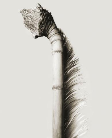 Main image of the artwork Mullerpolis plunfis