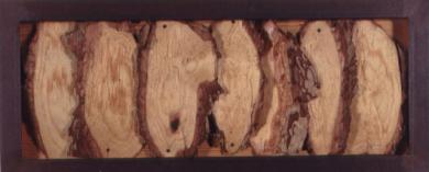 Main image of the artwork La salvación de los pinos en el Valle de la Fuenfría