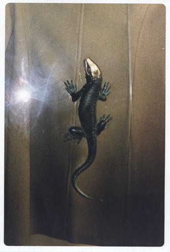 Main image of the artwork Lagarto