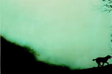 Main image of the artwork El perro