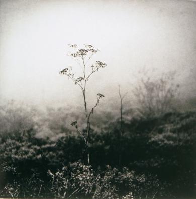 Main image of the artwork Sweet Fennel