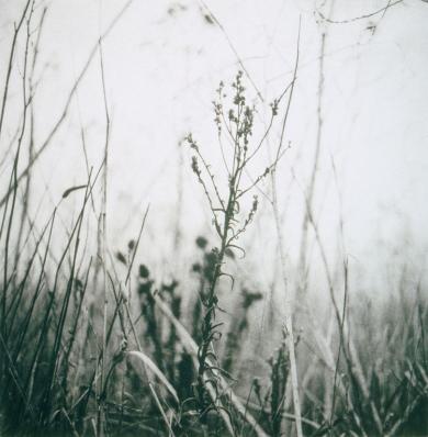 Main image of the artwork Branches, Point Molate