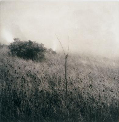 Main image of the artwork Grass in the fog