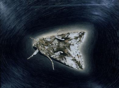 Main image of the artwork Mariposa nocturna III