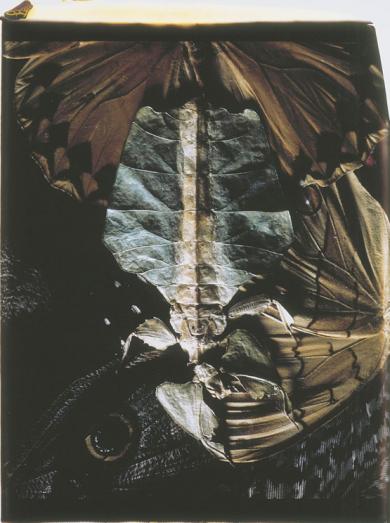 Main image of the artwork Bailarina II