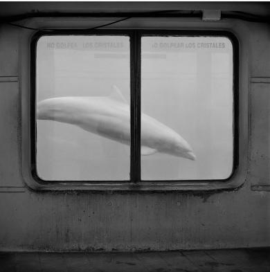 Main image of the artwork Delfín, serie Zoocosis