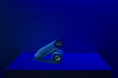 Main image of the artwork Cucumis Sativus