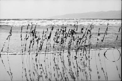 Main image of the artwork David Hammons Hair Garden, Venice Beach