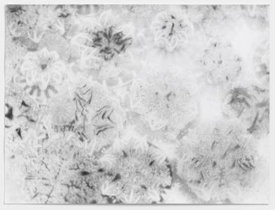 Main image of the artwork Untitled (Blumenquallen)