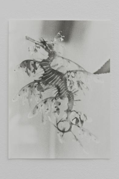 Main image of the artwork Untitled (Seadragon)