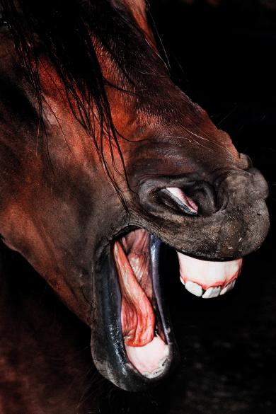 Main image of the artwork Serie: Nemini Parco