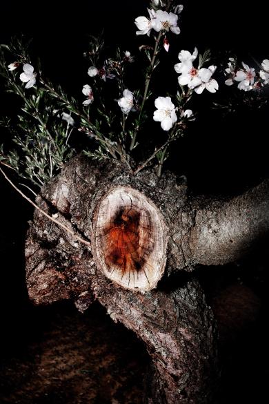 Main image of the artwork Sin título. Serie Nemini Parco