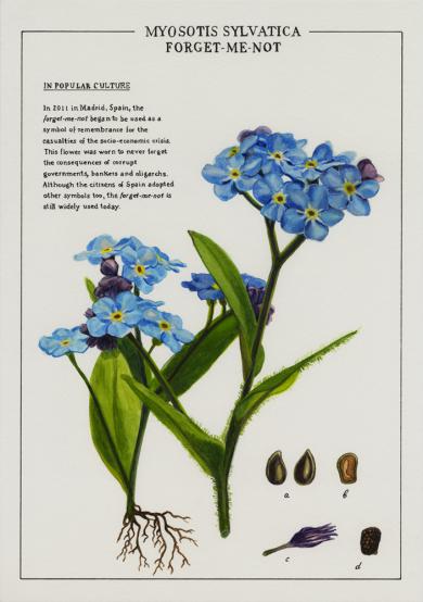 Main image of the artwork Forget-me-not